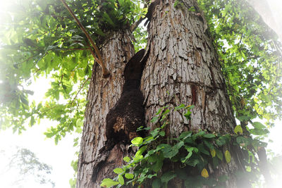 Low angle view of tree trunk