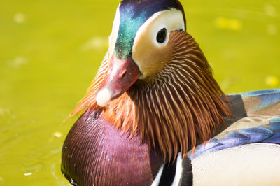 Close-up of duck swimming