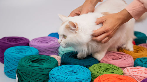 Close-up of a whiting fluffy cat among multicolored cotton skeins.