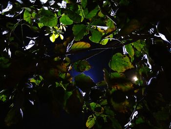 Close-up of tree branch