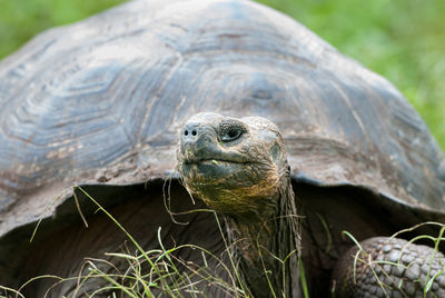 Close-up of turtle on field