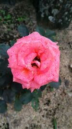 Close-up of wet pink rose blooming outdoors