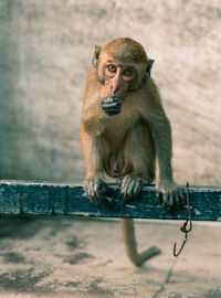 Portrait of monkey sitting on looking away