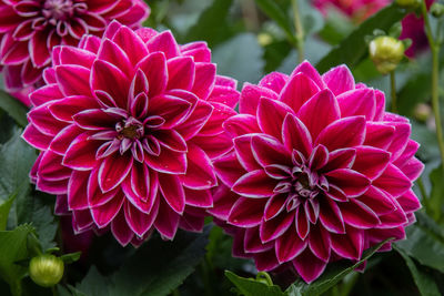 Close-up of pink dahlia flowers in park