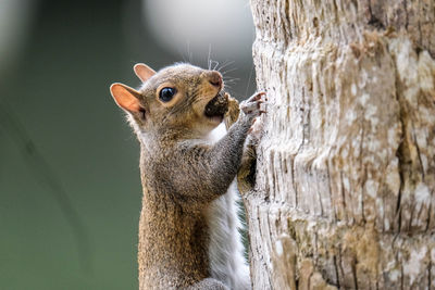 Close-up of squirrel on tree trunk