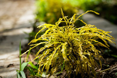 Close-up of yellow flowering plant on field