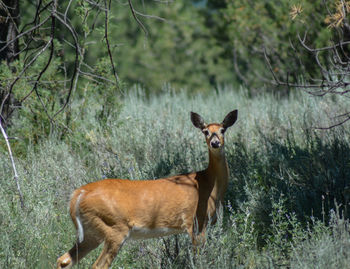 Deer standing on field in forest