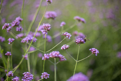 The field of verbena flower