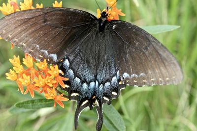 Macro shot of butterfly perching on flower