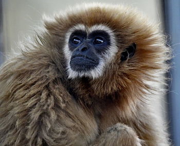 Portrait of a monkey