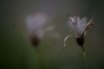 Close-up of white flowering plant