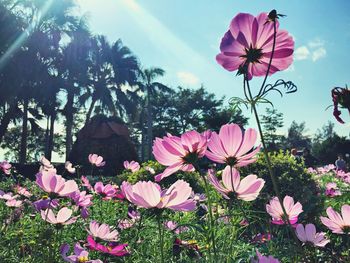 Close-up of pink flowering plants against sky