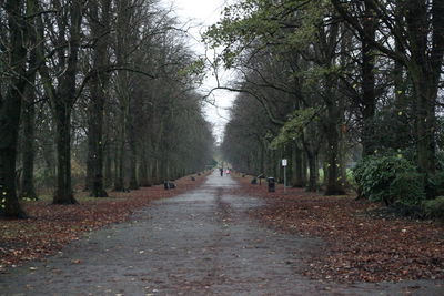 Footpath amidst trees in forest