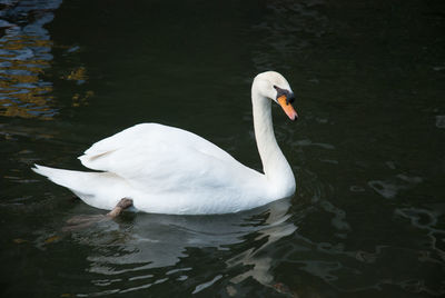 Close-up of swan in water