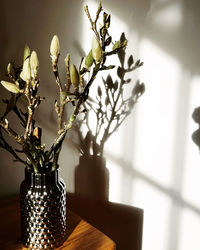 Close-up of potted plant on table at home