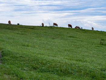 View of horses grazing in field
