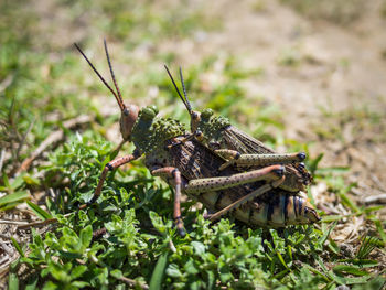 Close-up of cricket carrying other cricket