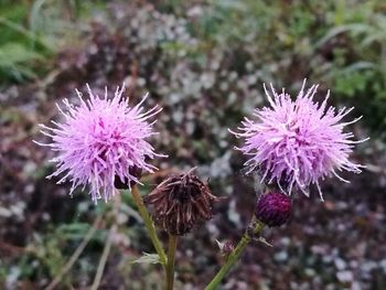 Close-up of thistle blooming outdoors