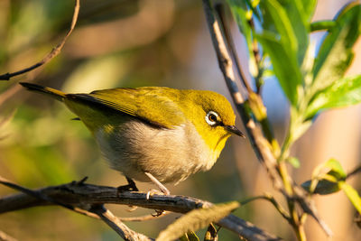 Close-up of bird perching on branch