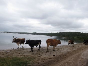 Cows on landscape