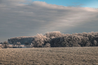 Trees on field against sky