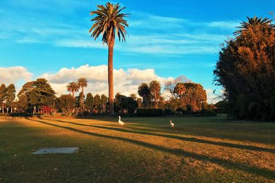 Palm trees on field against sky