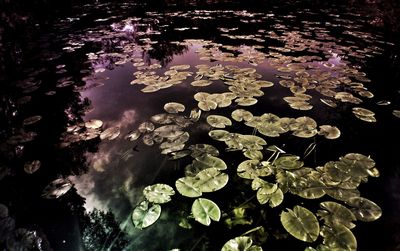 Reflection of trees in pond