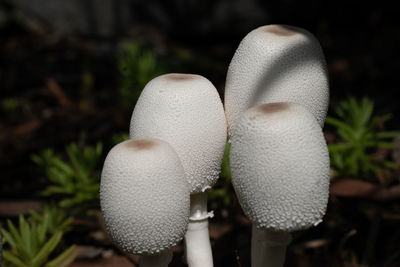 Close-up of mushroom growing on field