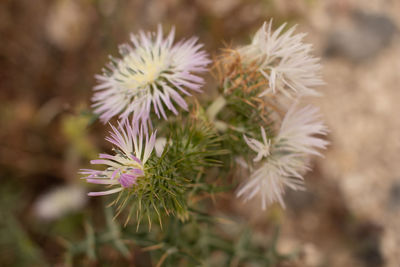 Close-up of wilted plant