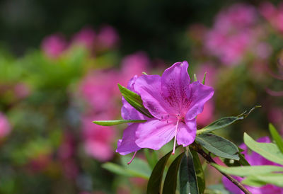 Close-up of pink flowering plant