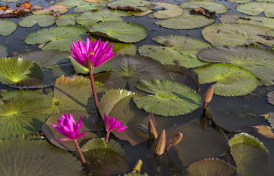 High angle view of lotus water lily in pond