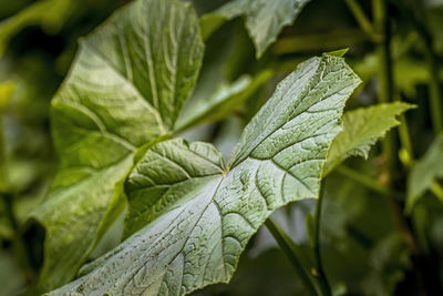 Close-up of wet leaves