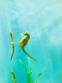 Fish swimming in sea