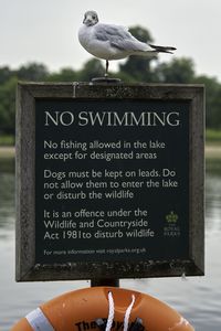 Close-up of seagull perching on a sign