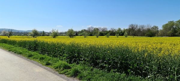 Scenic view of oilseed rape field against sky