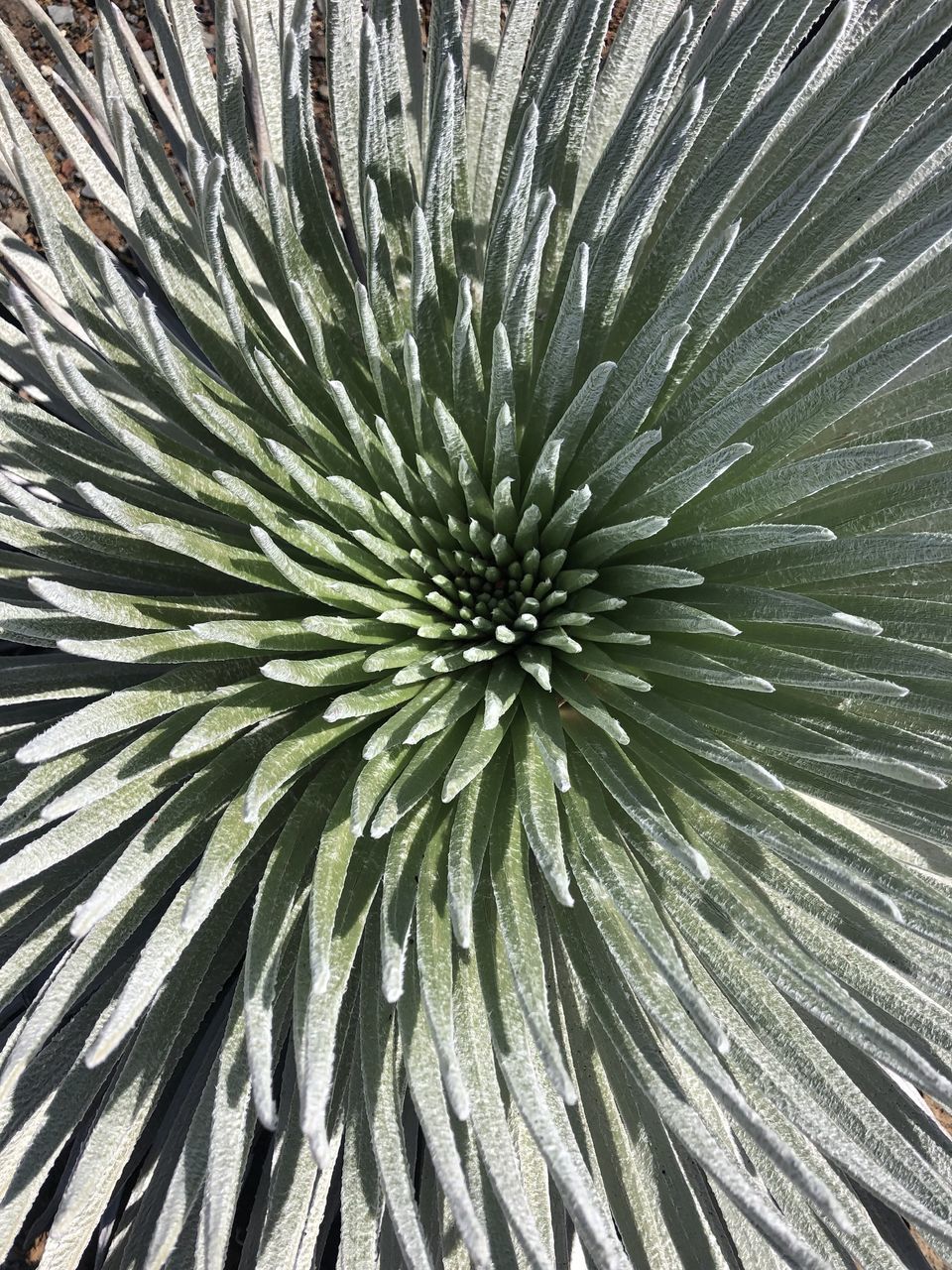 FULL FRAME SHOT OF PLANTS