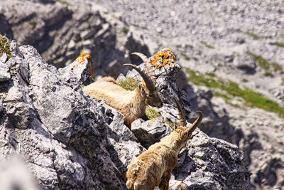 Close-up of lizard on rock