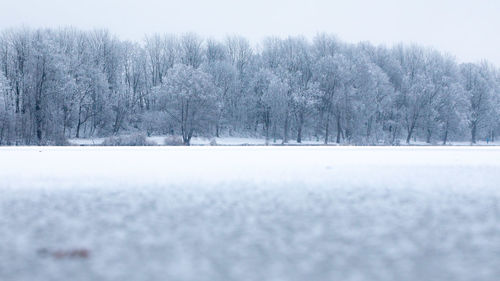 Trees on snow covered field