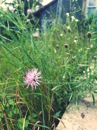 Close-up of flower blooming outdoors