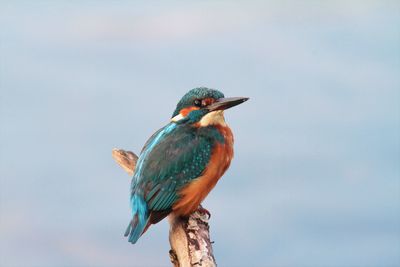 Low angle view of bird perching on branch against sky