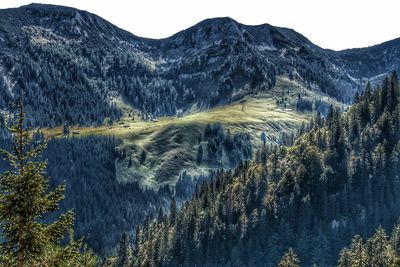 Panoramic shot of trees on mountain