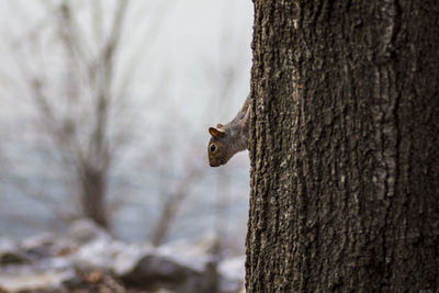 Close-up of squirrel perching on tree trunk