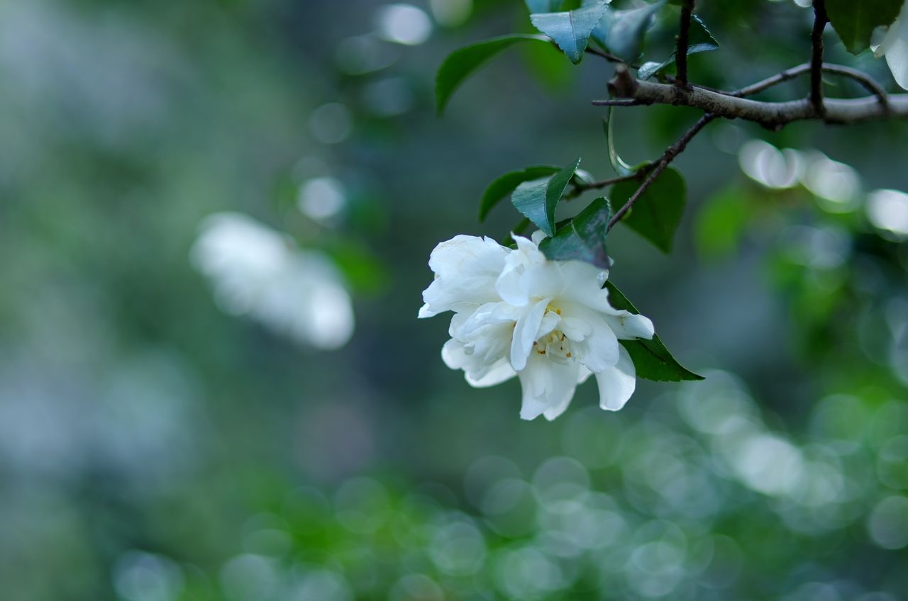 white color, growth, nature, beauty in nature, flower, twig, tree, fragility, branch, freshness, blossom, apple blossom, apple tree, close-up, springtime, no people, outdoors, day, flower head, plum blossom