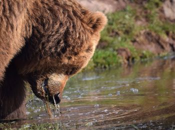 Close-up of grizzly bear drinking water from pond