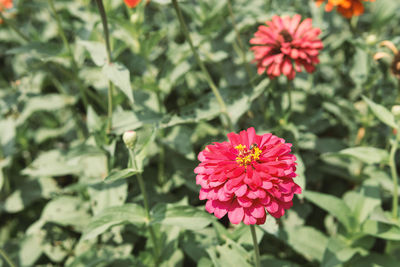 Close-up of pink and red flower