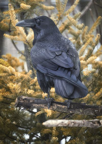 Close-up of bird perching on a tree