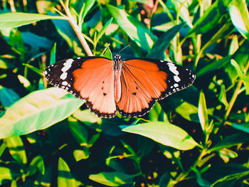 Close-up of butterfly pollinating flower