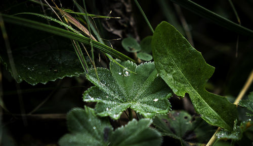 Close-up of wet plant leaves