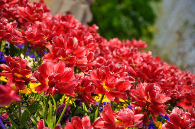 Close-up of red flowers