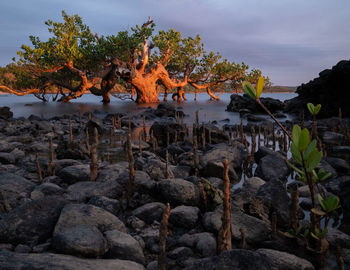 Plants on rocks at shore against sky during sunset